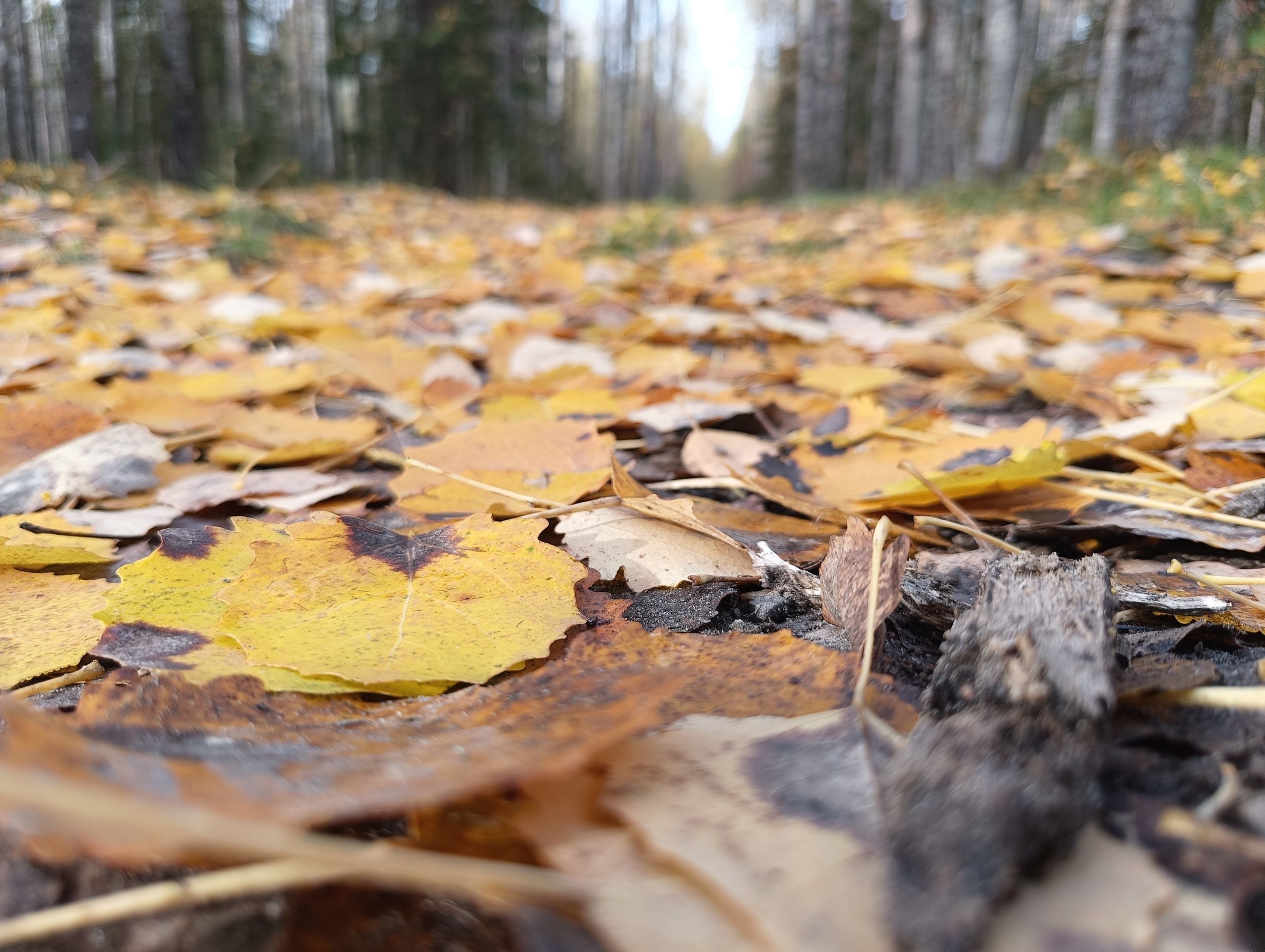 Ветрено и прохладно: прогноз погоды на 9 октября