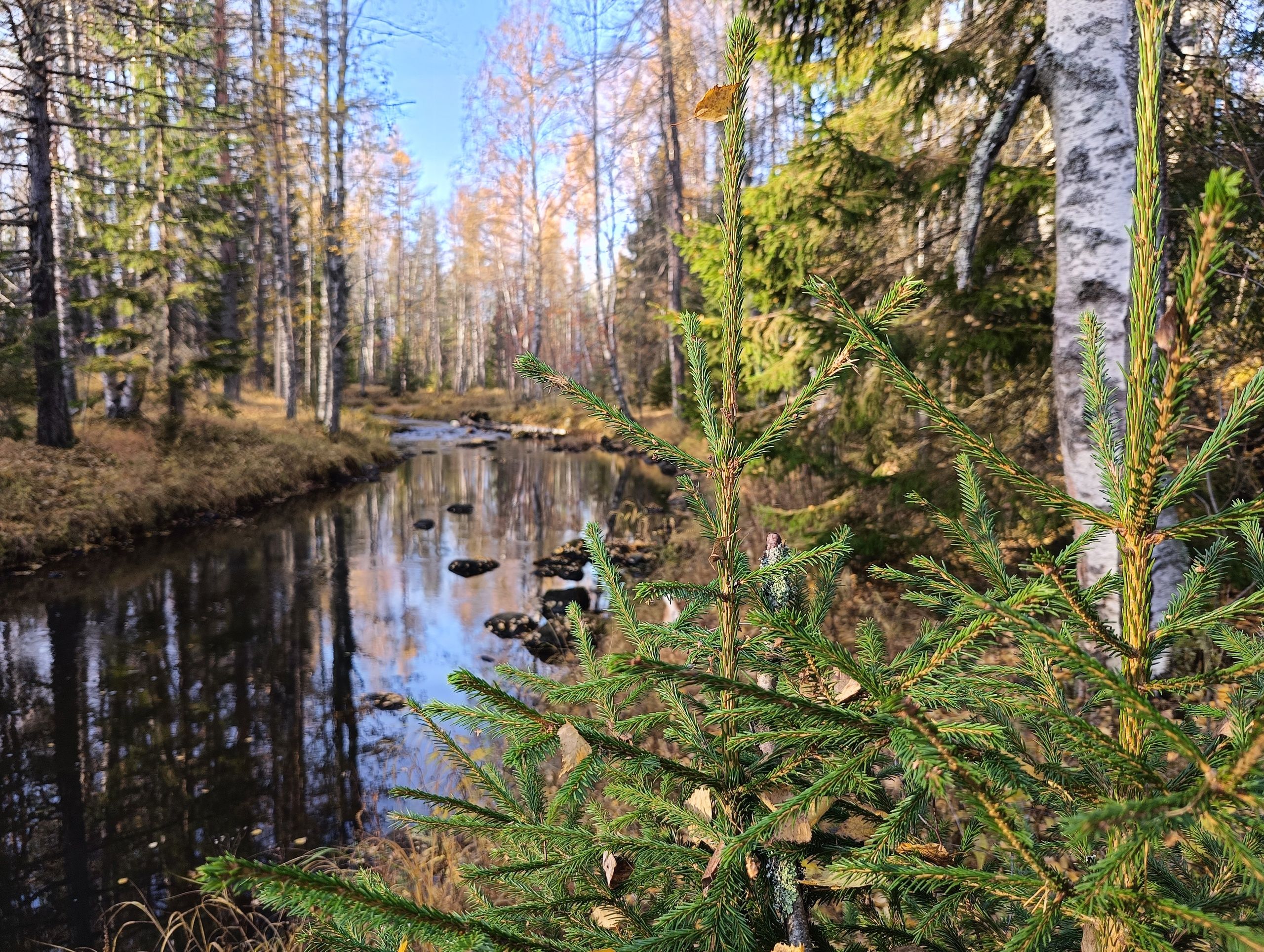 Зимнее ненастье обойдет Карелию стороной: синоптики сделали прогноз на начало ноября