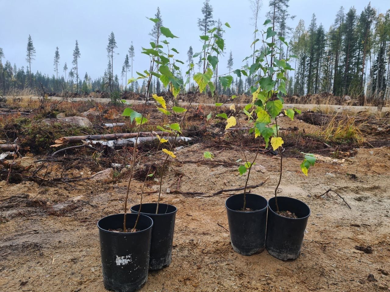 Плантацию карельской березы начали высаживать в Медвежьегорском районе