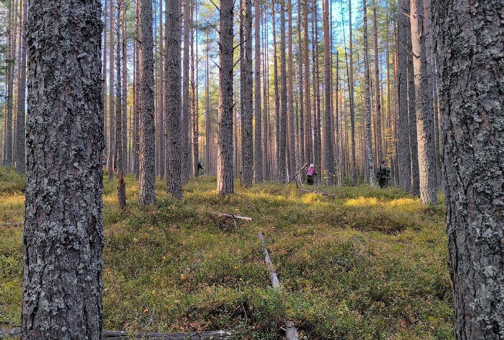Поисковики рассказали об итогах очередного дня поисков пропавшей в Карелии Ангелины Лачугиной