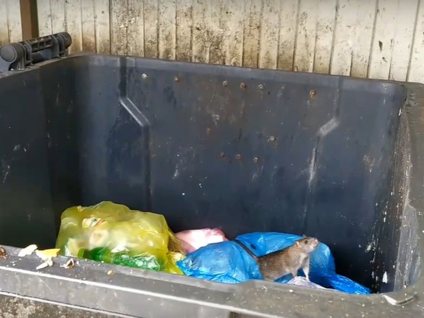 Стало известно, когда начнется масштабная дератизация в Петрозаводске