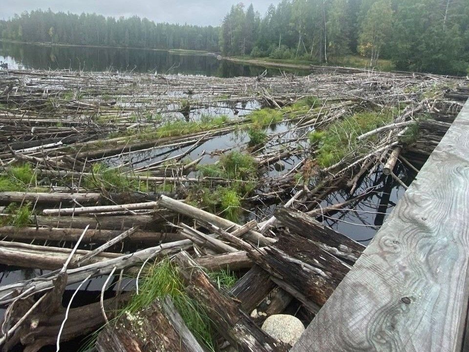 Древесный затор угрожает мосту в Карелии