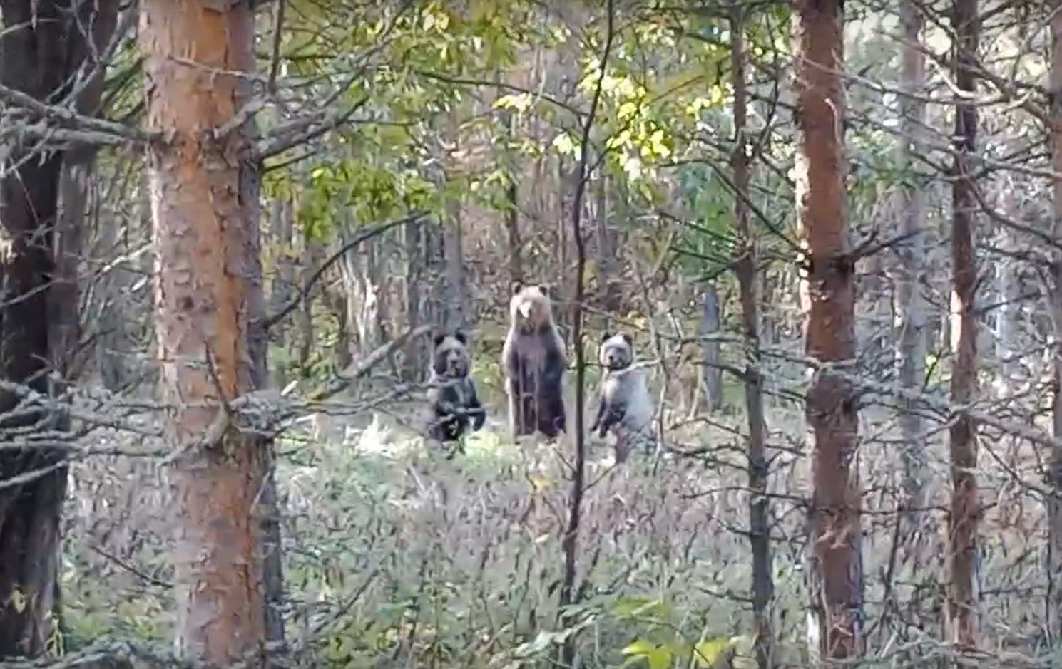 Сотрудники карельского нацпарка встретили в лесу медведицу с медвежатами