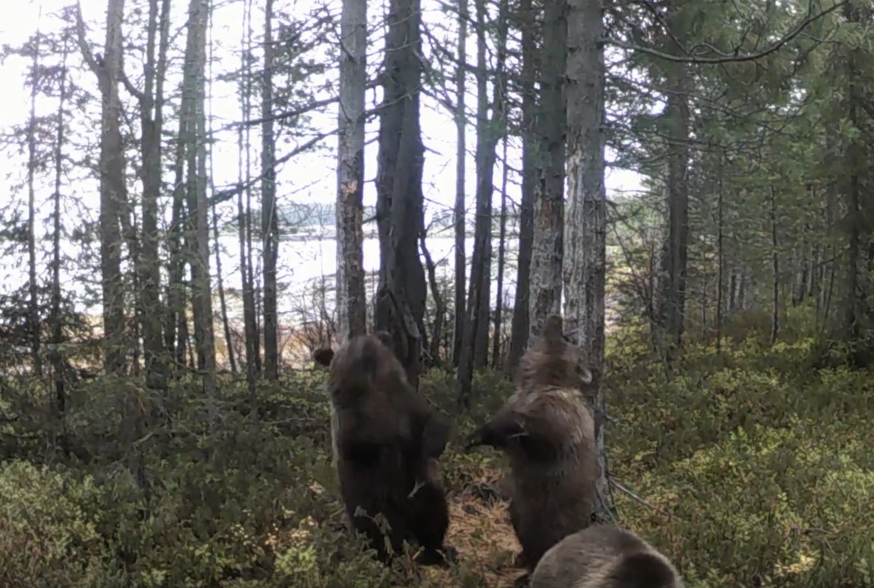 Медвежата-подростки устроили танцы на заповедном острове в Белом море