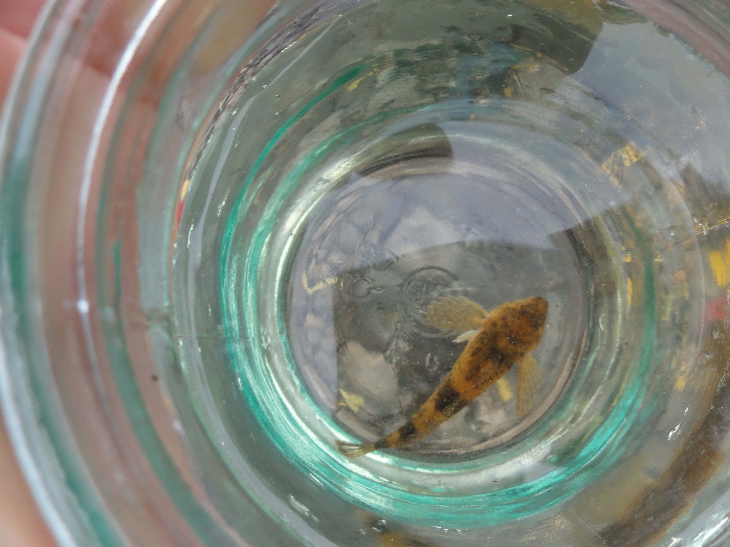 Горбатую лисичку, подкаменщика и водяного скорпиона нашли в парке «Водлозерский» в Карелии