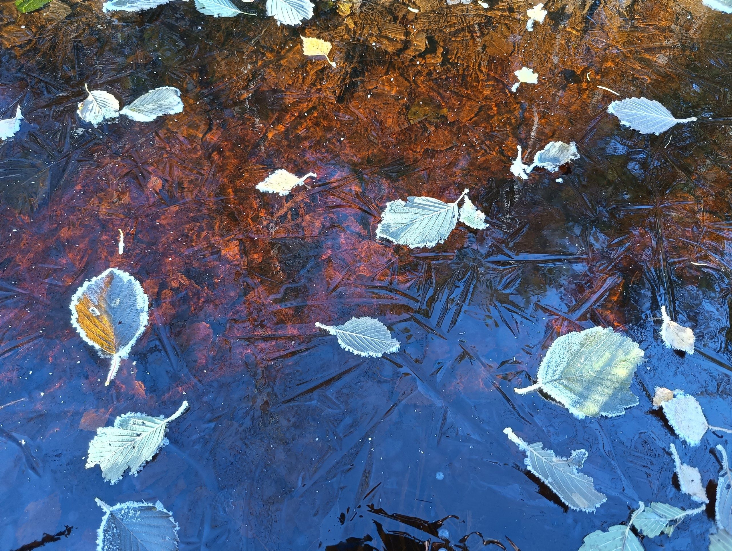 Четверть октябрьской нормы осадков выпадет в ближайшее время в Карелии