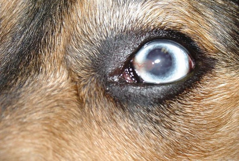 В одном из районов Петрозаводска выявлена чума собак