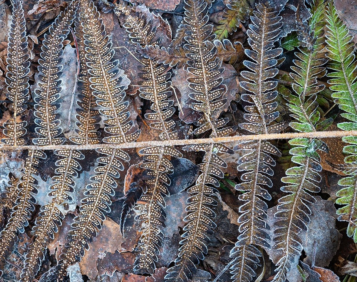 Ночью на севере местами до -5°С. Прогноз погоды на 18 ноября