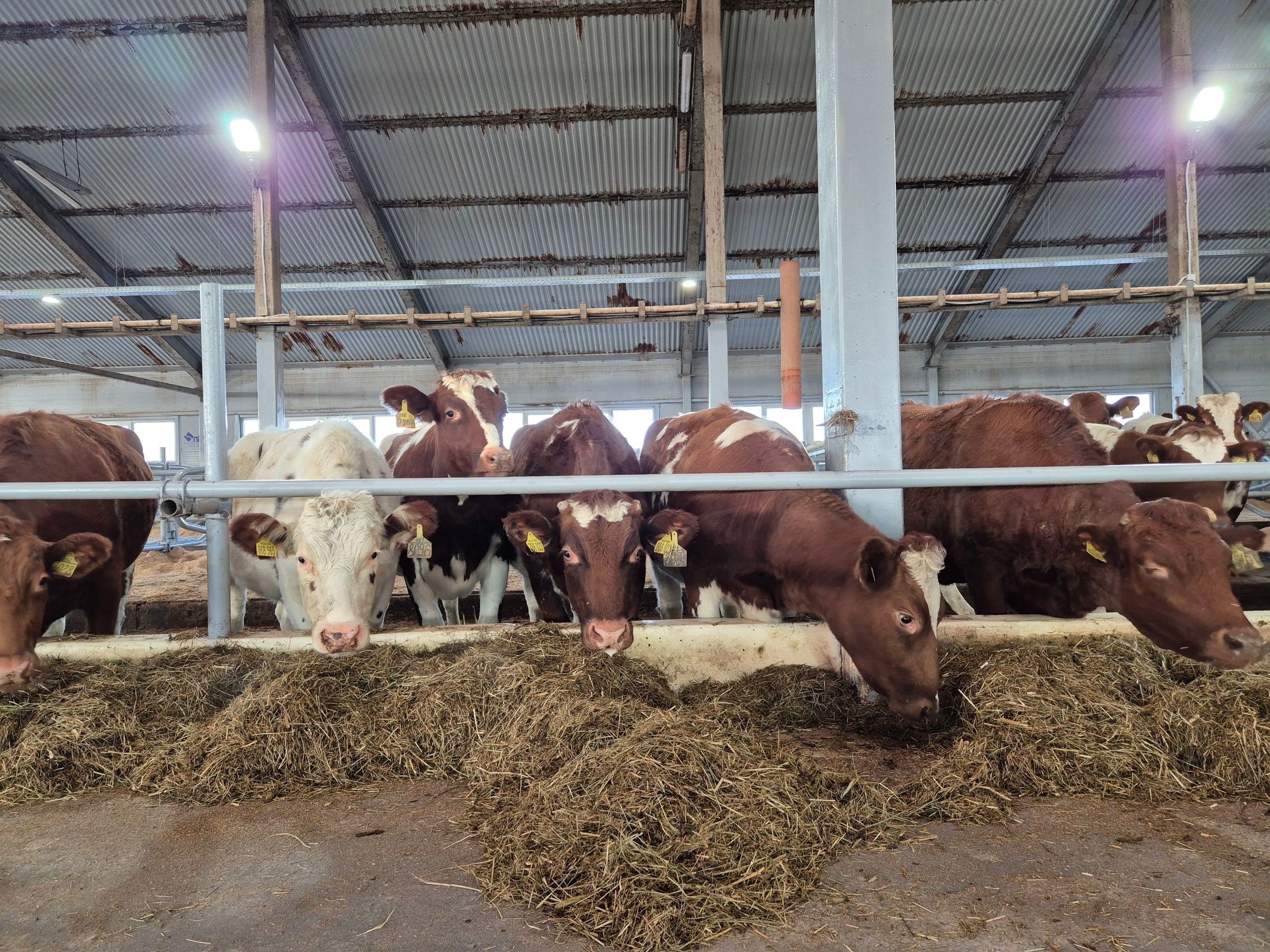 Новый собственник в Ладве возрождает обанкротившееся молочное предприятие