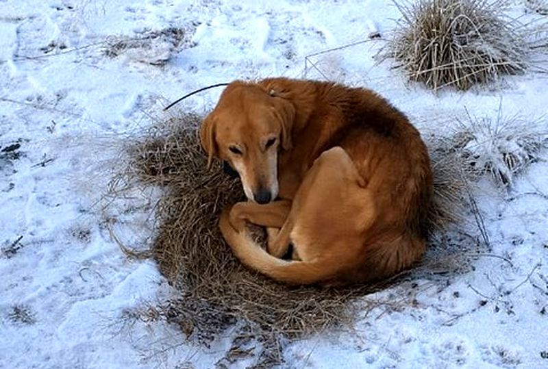Потерявшийся в карельских лесах охотничий пес спустя неделю вернулся домой