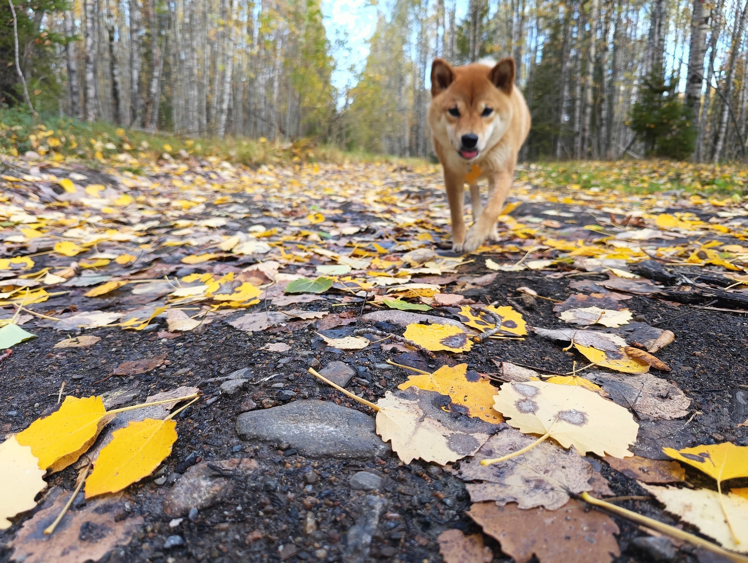 Потепление задержится: прогноз погоды на 8 ноября
