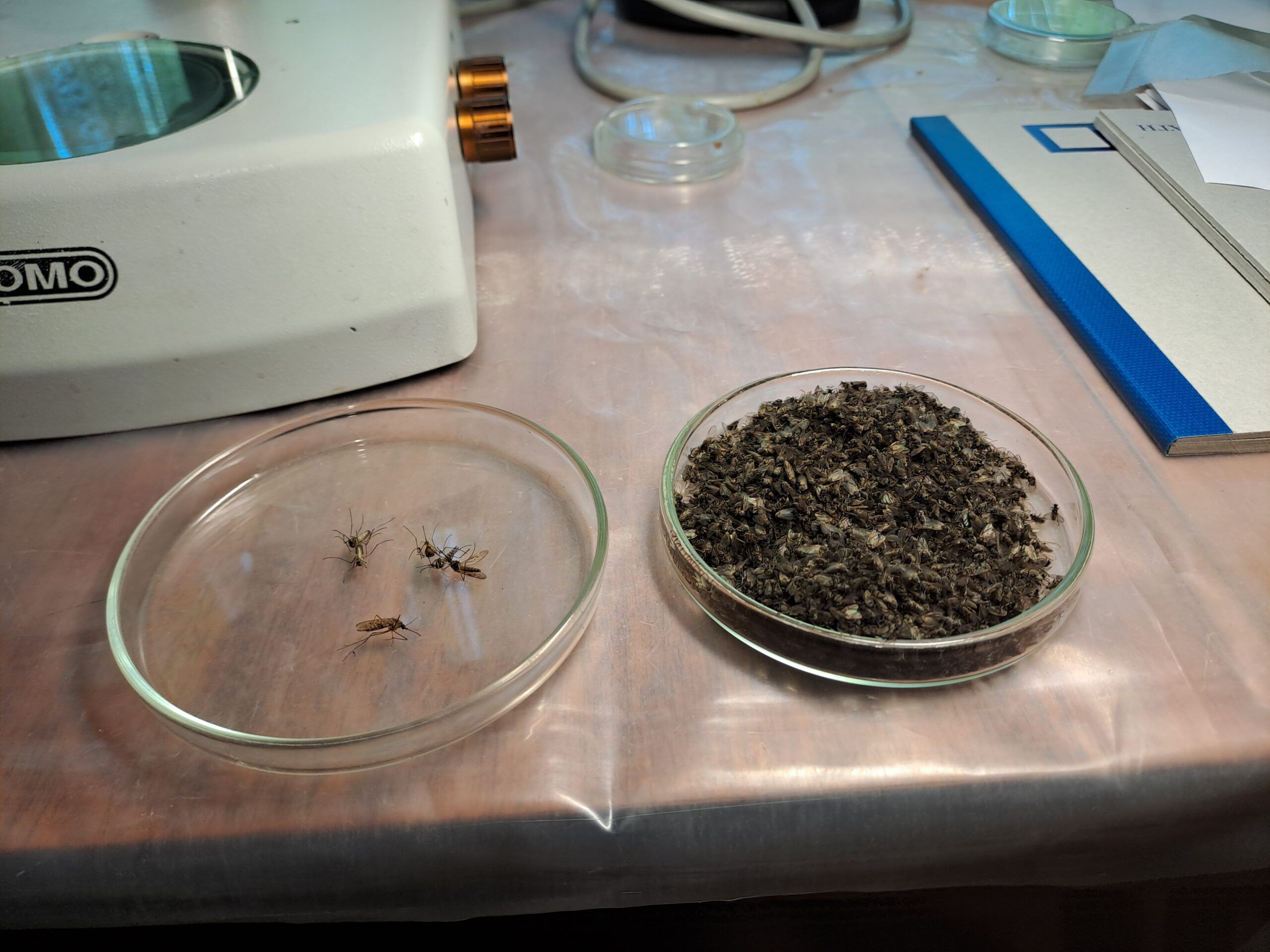 Ученые обнаружили новый для Карелии вид комара