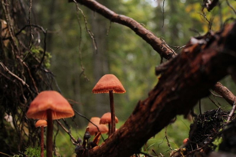 Сегодня в мэрии Петрозаводска утвердили границы городских лесов