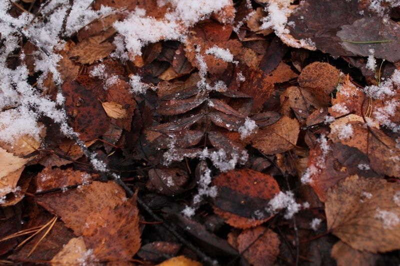 Мокрый снег и дождь: прогноз погоды на 1 декабря