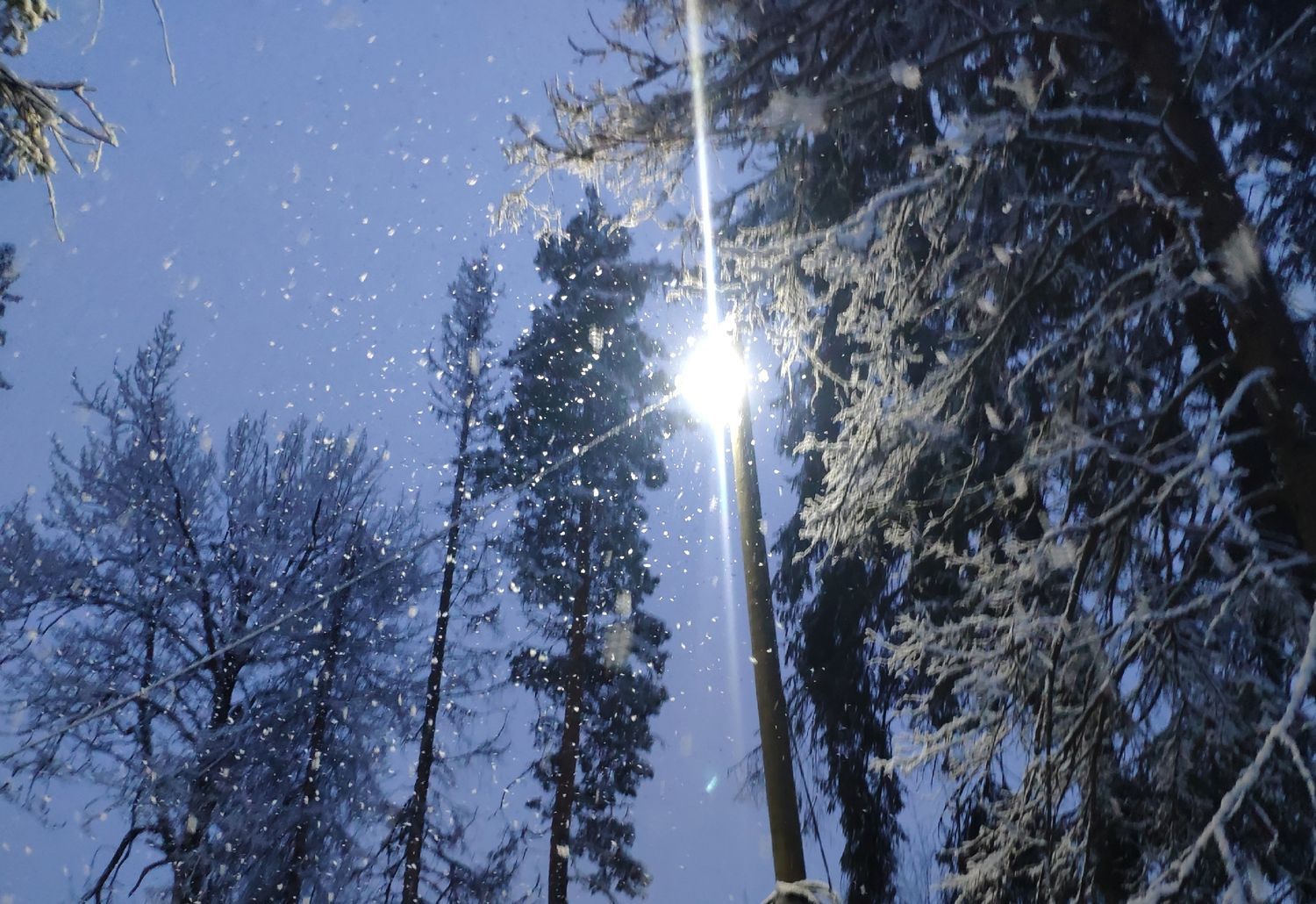 Основные повреждения электрических сетей в Приладожье и в Университетском городке в Петрозаводске