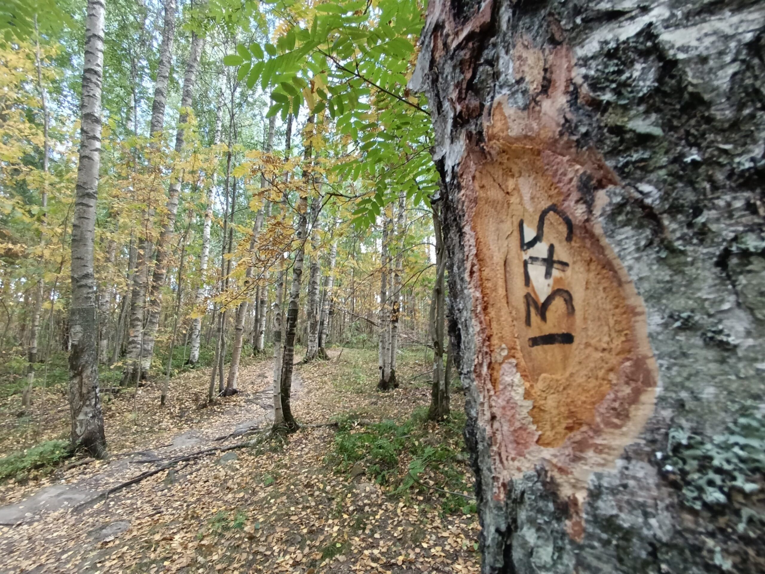 Общественники выступают против снижения стоимости сноса зеленых насаждений в Петрозаводске