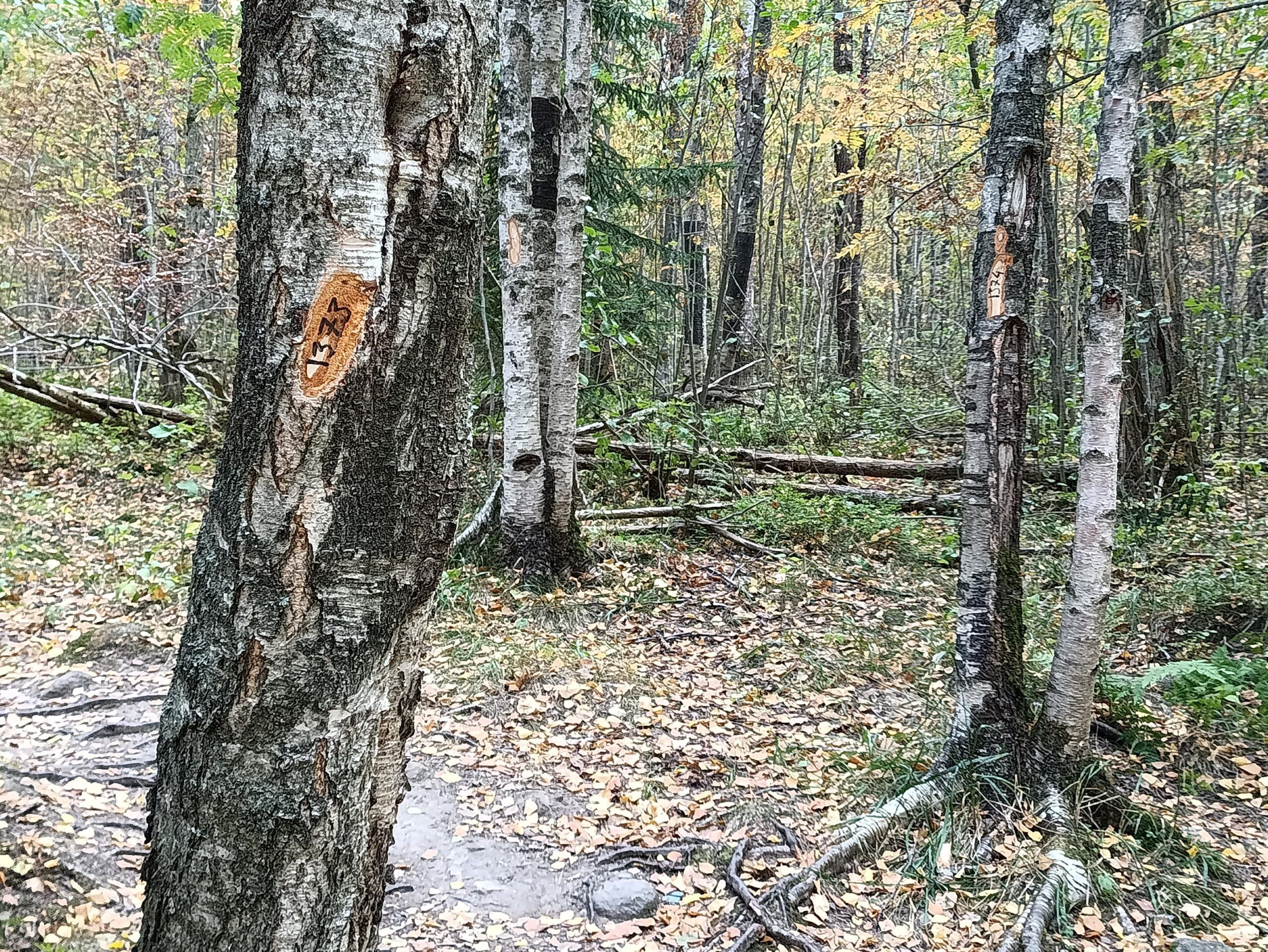 Участники общественных слушаний высказались за уменьшение стоимости сноса зеленых насаждений в Петрозаводске Участники общественных слушаний высказались за уменьшение стоимости сноса зеленых насаждений в Петрозаводске