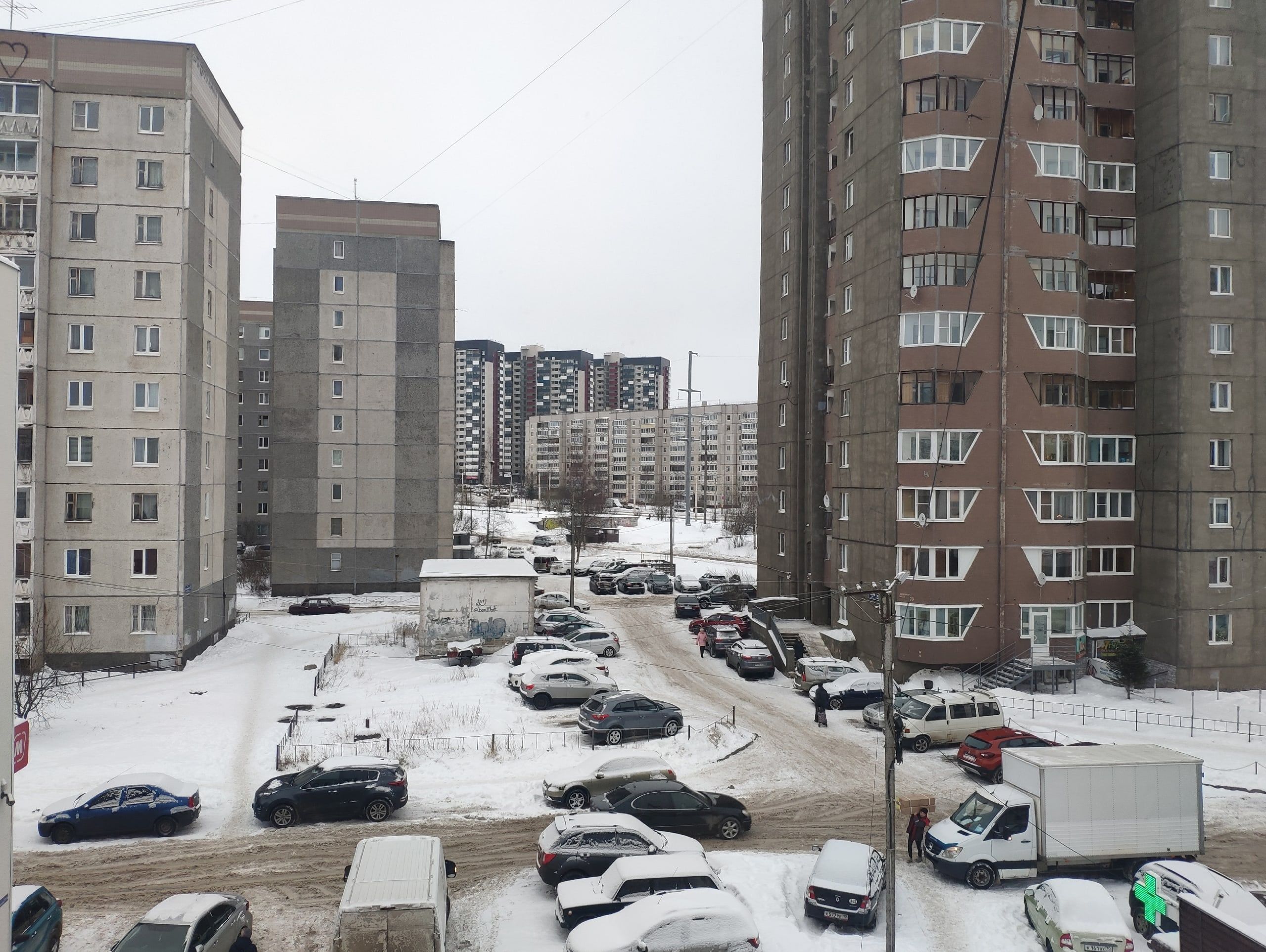 Карантин по чуме собак введен на Древлянке в Петрозаводске