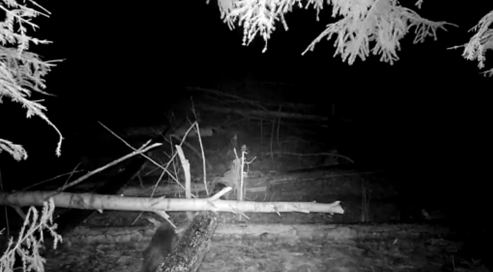 Бобр попался в объектив фотоловушки в нацпарке «Ладожские шхеры»