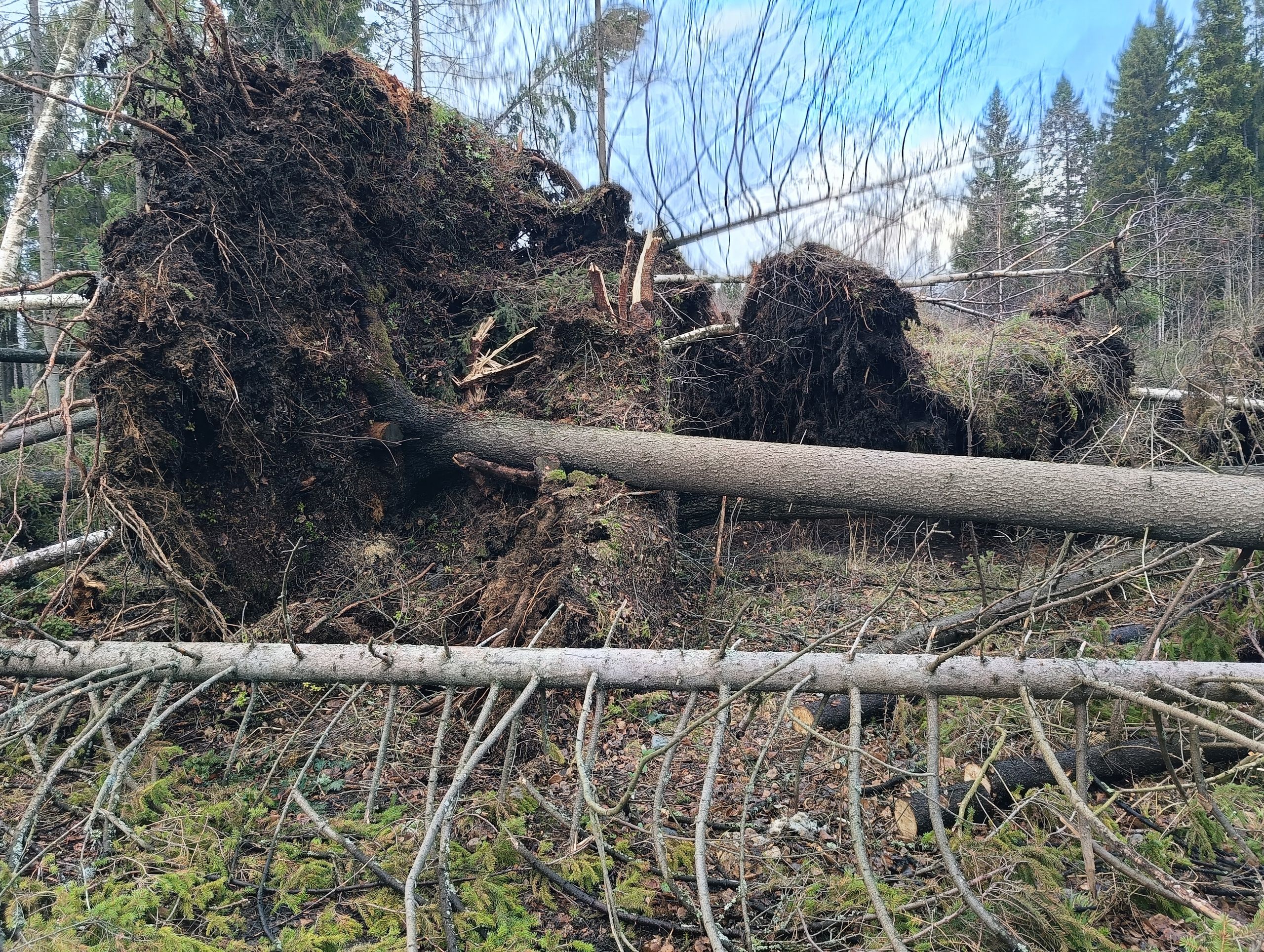 Жители семи районов Карелии из-за шквалистого ветра остались без света