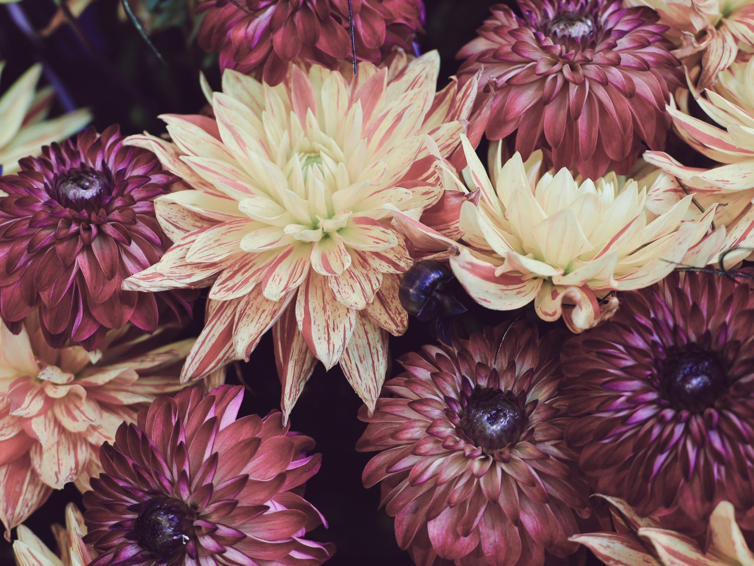 Зараженные цветы обнаружили в магазинах в Петрозаводске