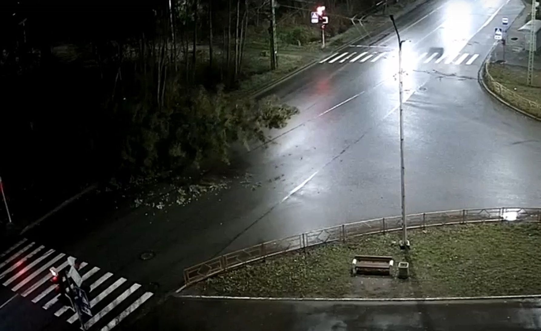 Сильный ветер повалил елку на дорогу в Петрозаводске