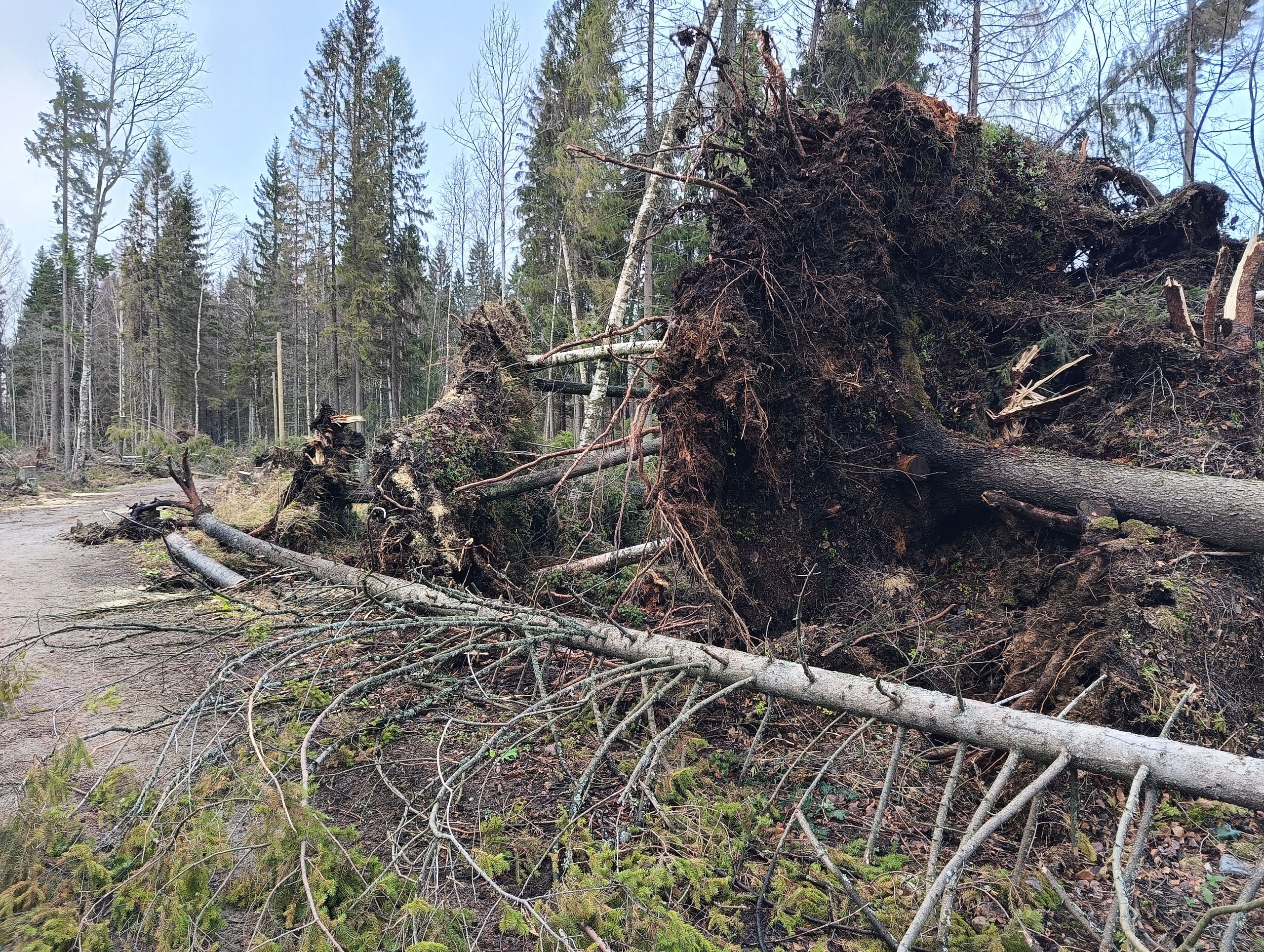 Десятки деревьев повалил ураганный ветер в парке в Новой Вилге в Прионежье