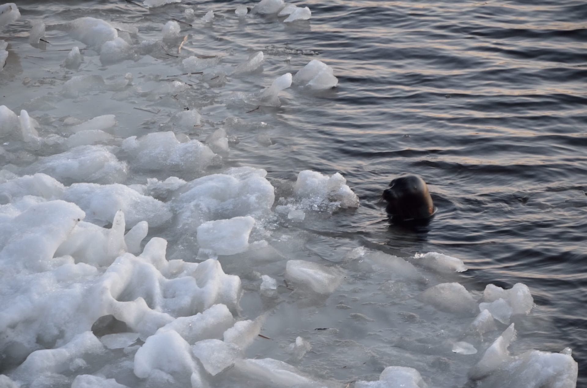 На Ладожском озере создадут снежные убежища для зимовки нерп