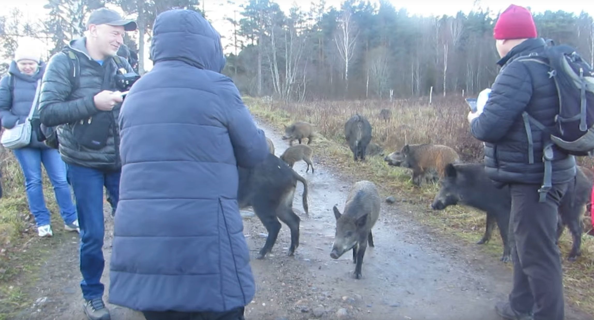 В Карелии дружелюбные дикие кабанчики встретили туристов