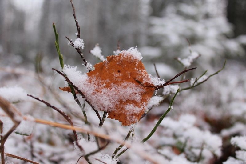 Ночью до -10°С, днем до +5°С. Прогноз погоды на 6 ноября