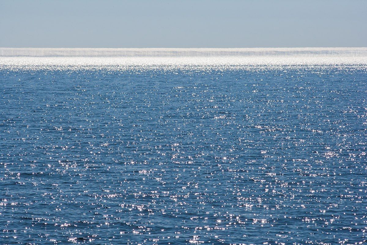 9 тысяч мальков сига выпустили в Ладожское озеро форелеводы