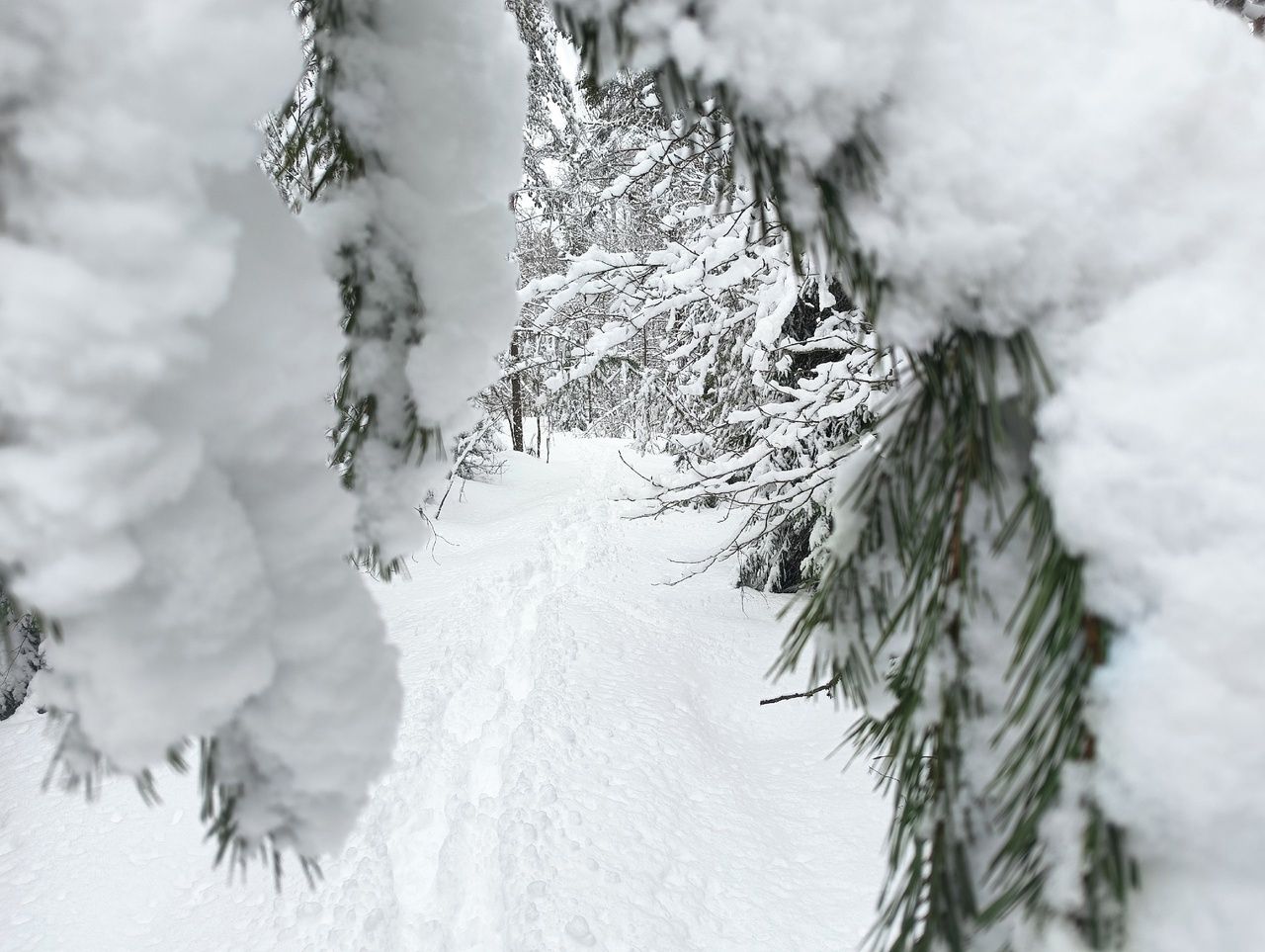 Небольшой снег и гололедица. Прогноз погоды в Карелии на 24 ноября