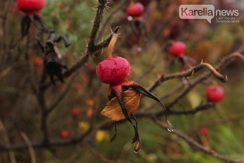 Мокрый снег и дождь. Прогноз погоды на 17 ноября