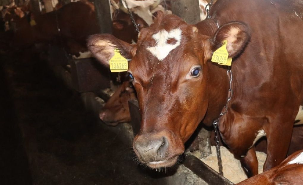 Вынесено наказание предприятию «Янишполе» в Карелии за трупы коров