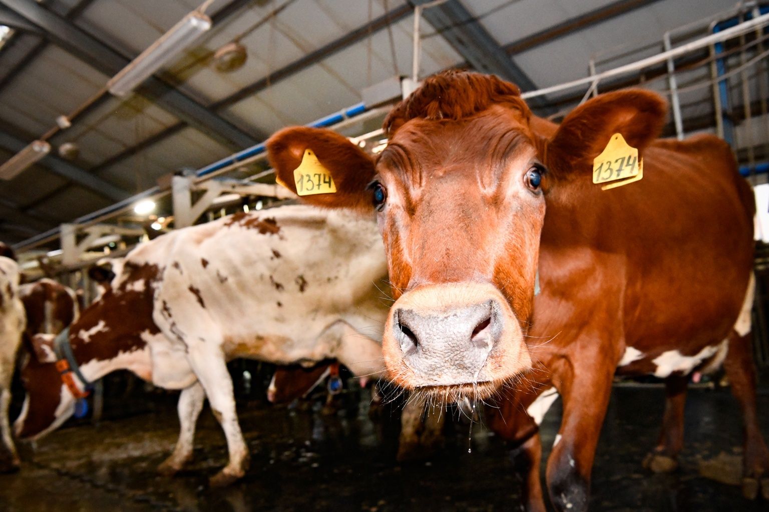 Судебные приставы пересчитали всех коров на ферме в Янишполе, чтобы исполнить решение суда