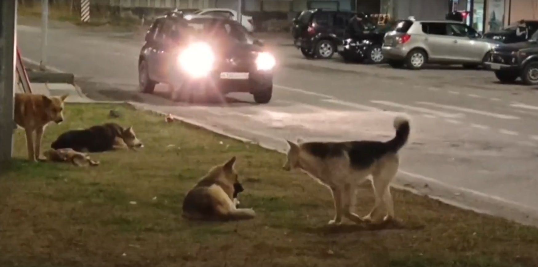 Стая бродячих собак напала на 13-летнюю девочку в Сегеже