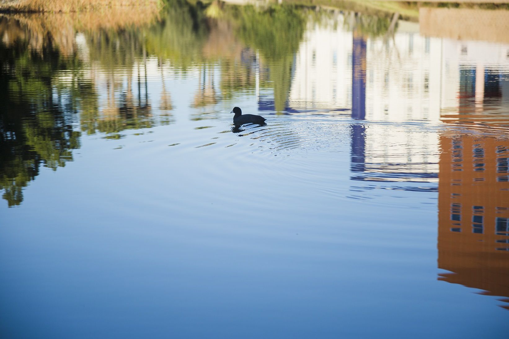 Угроза наводнения возникла в городе на Неве