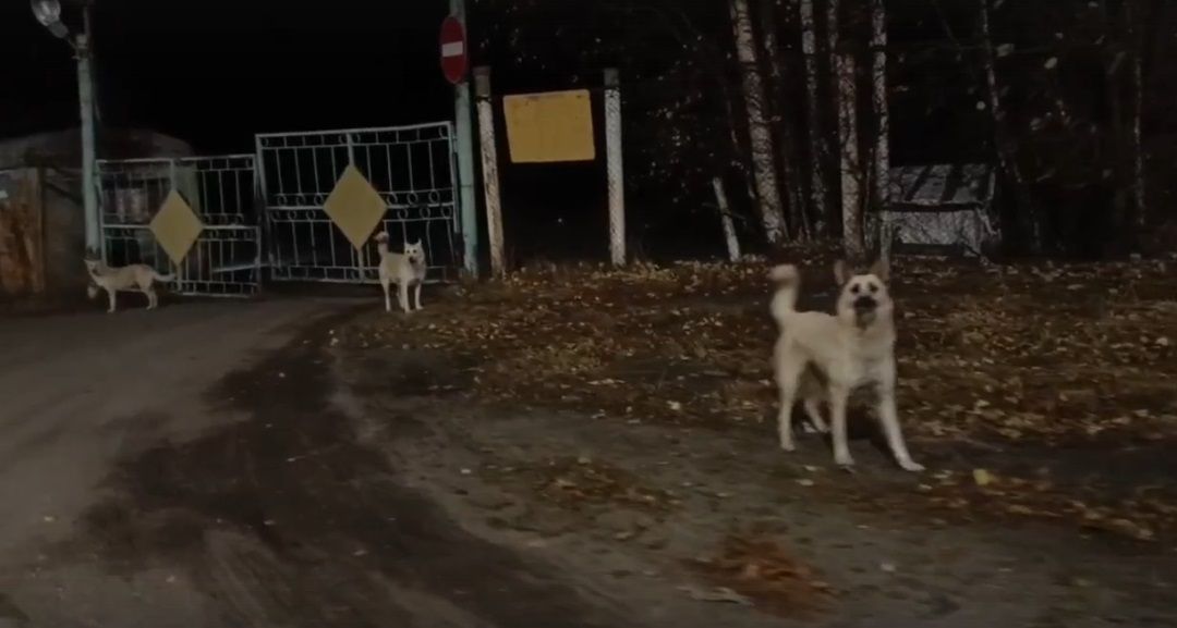 В Кеми агрессивные собаки покусали полицейского