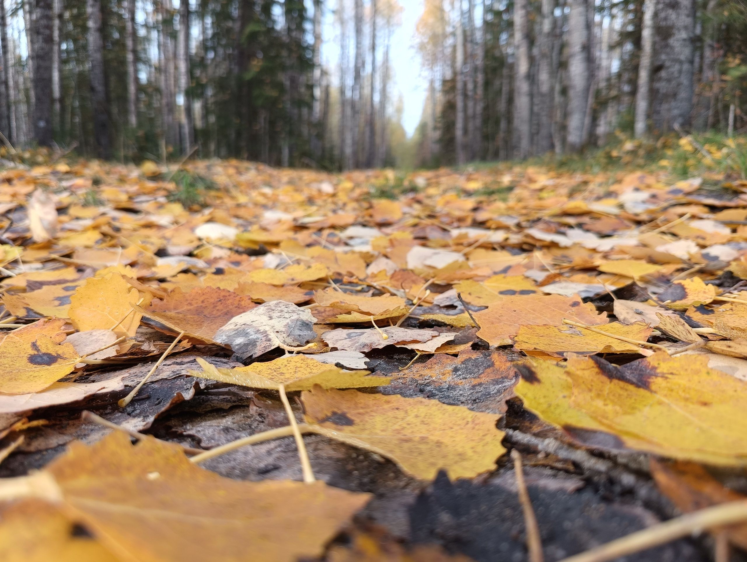 Антициклон несет в Карелию потепление