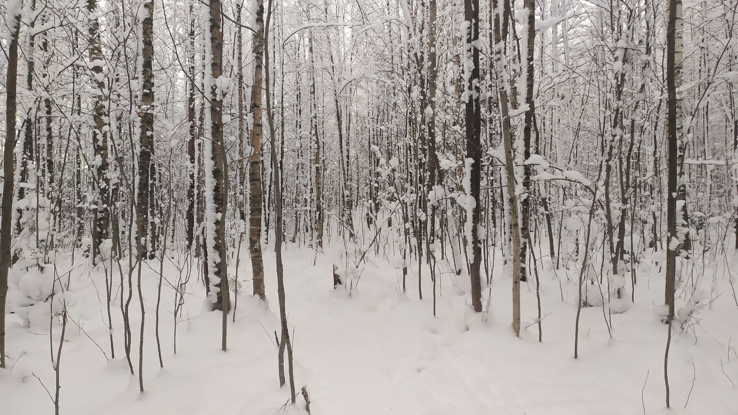 Снегопад обрушится на Карелию
