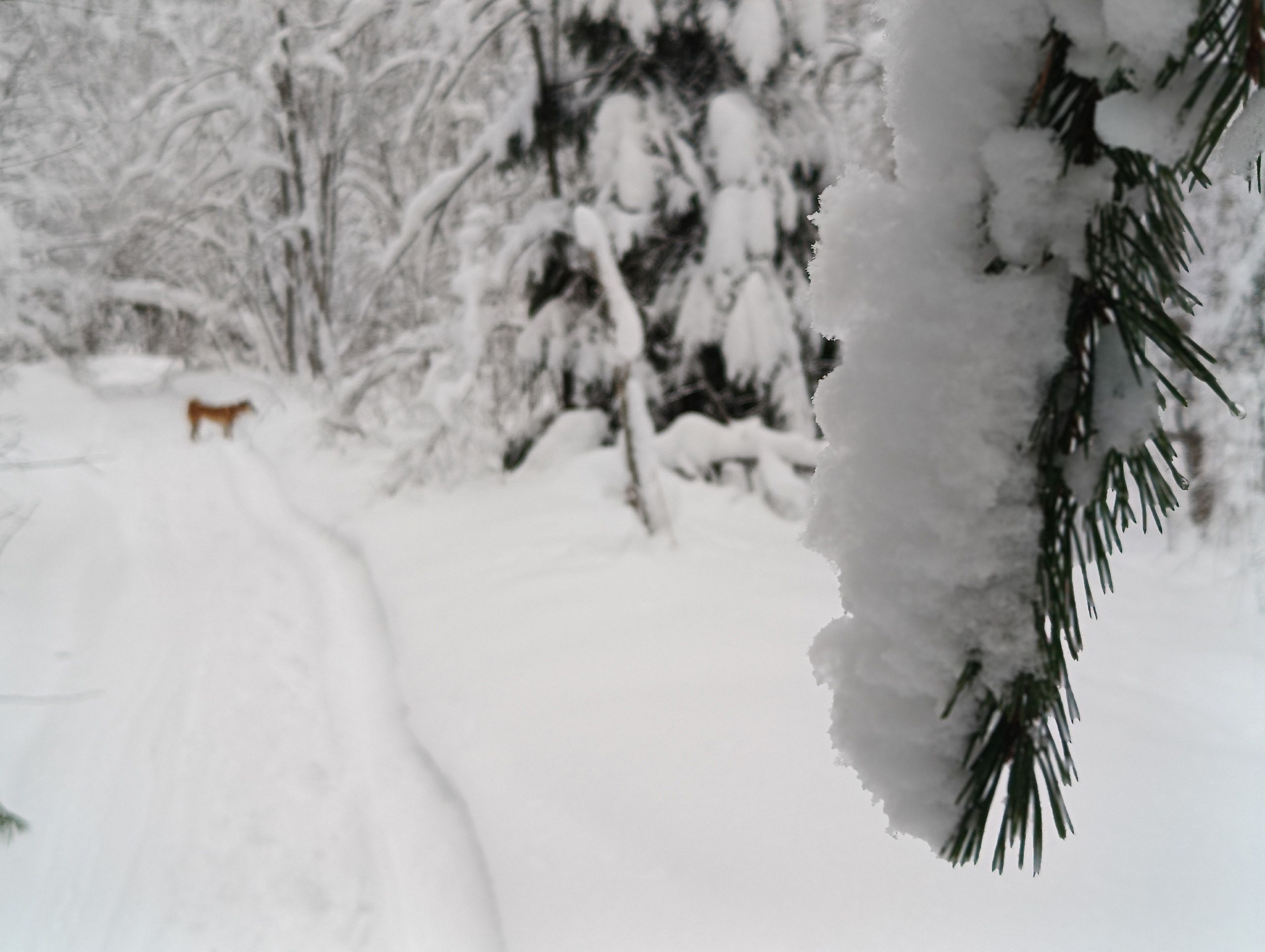 Пошло на минус. Прогноз погоды в Карелии на 27 декабря