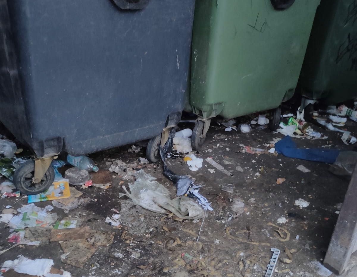 Крысы делят мусорную площадку с лисой в центре Петрозаводска