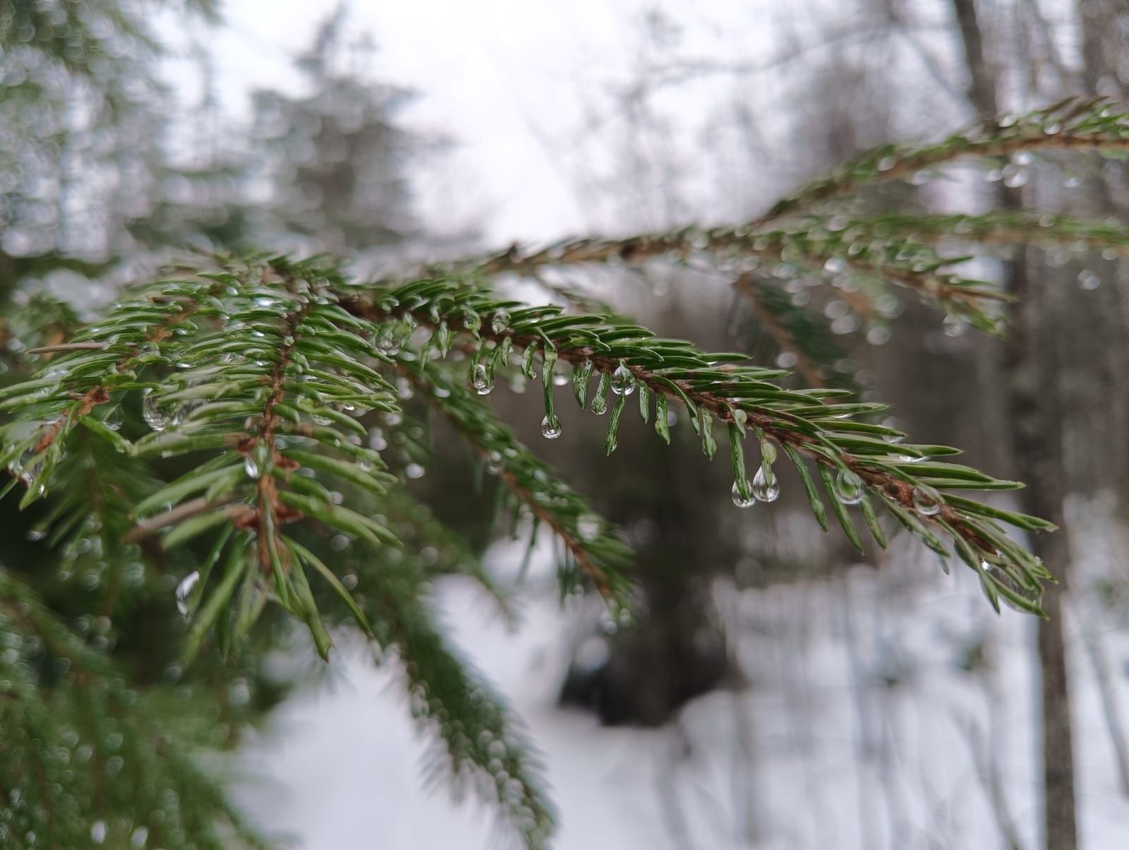 Мокрый снег, дождь и плюсовая температура: прогноз погоды на 29 декабря
