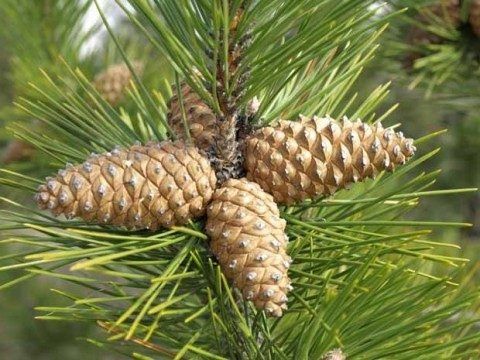 Заготовка шишек идет в Карелии