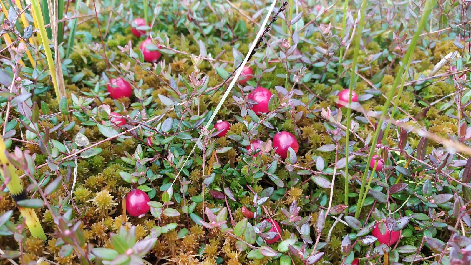 В Карелии разработали приложение для поиска ягод и грибов