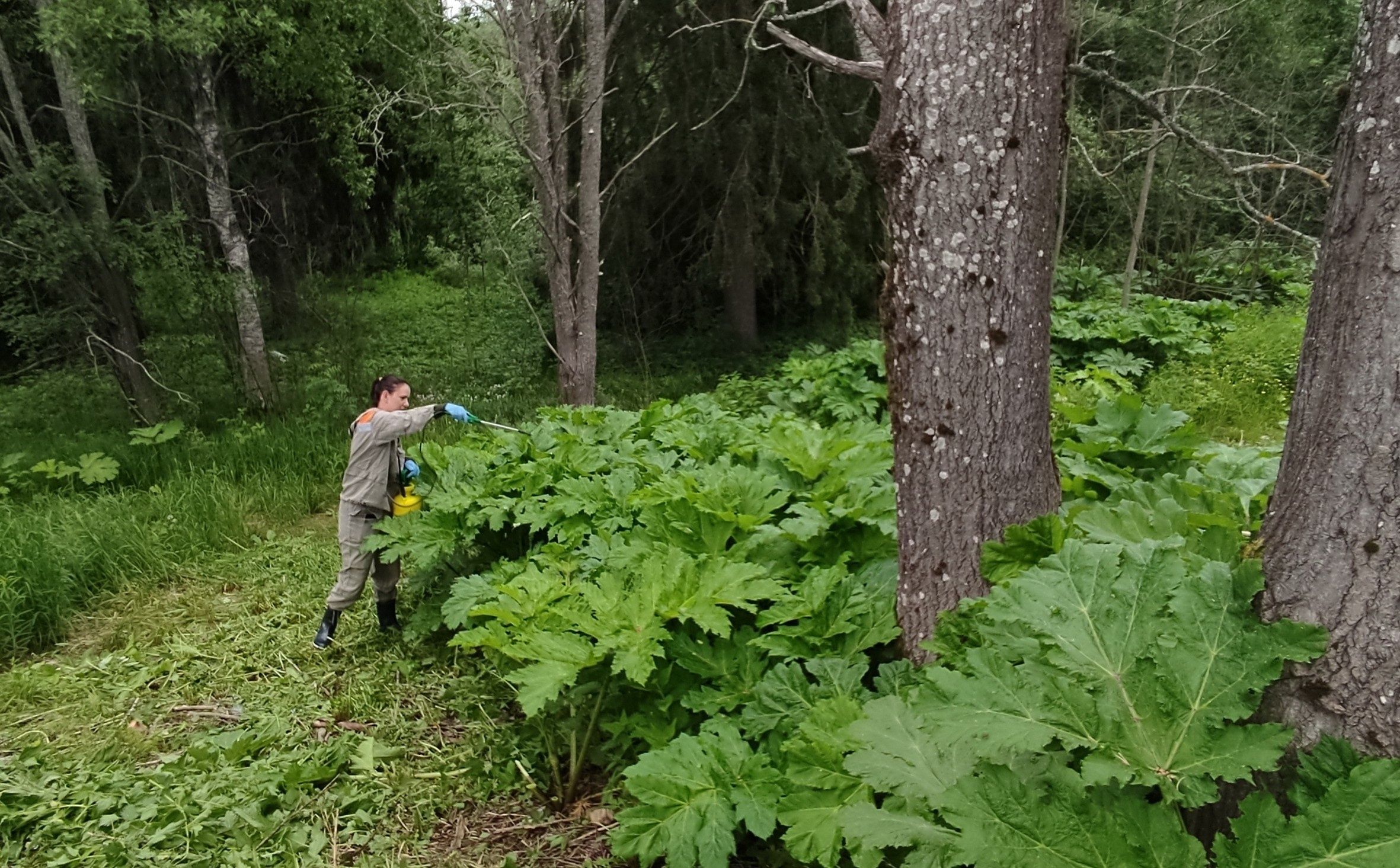 Карельские ученые исследуют эффективность способов борьбы с борщевиком