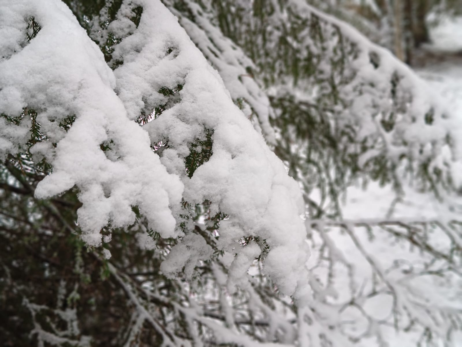 Мороз до минус 21 и снег. Прогноз погоды в Карелии на 17 декабря