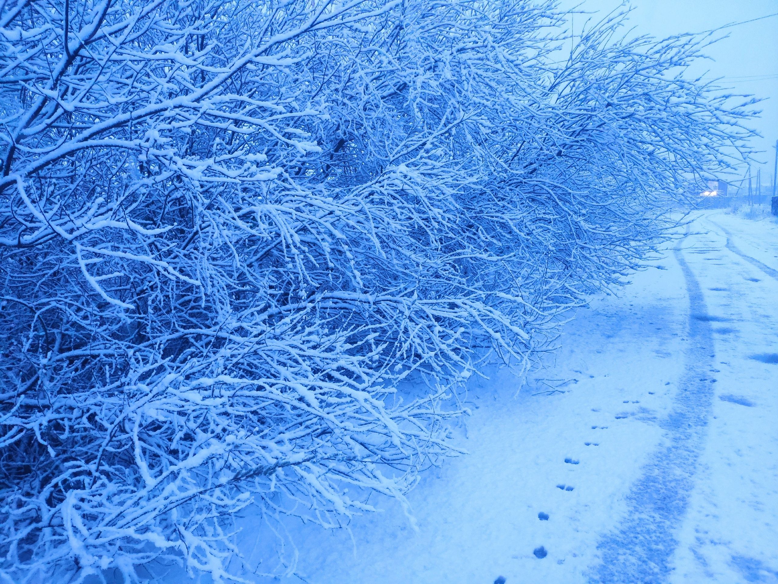 Снегопад и сильный ветер: прогноз погоды на 19 декабря