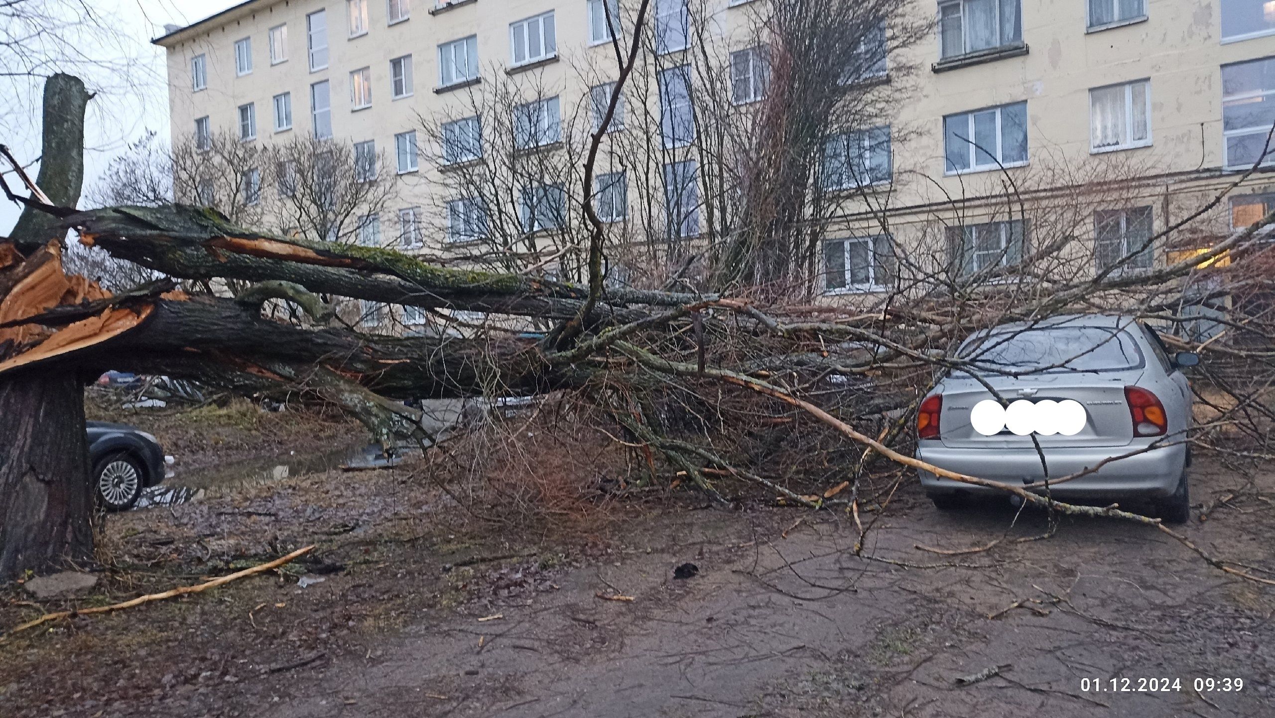 В Карелии дерево упало на припаркованный автомобиль