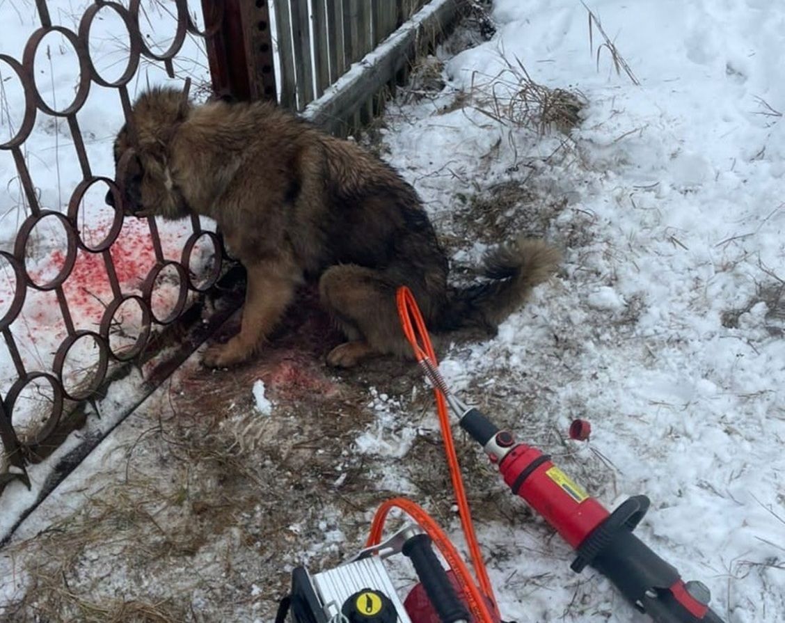 Пожарные в Прионежье спасли застрявшую в заборе собаку